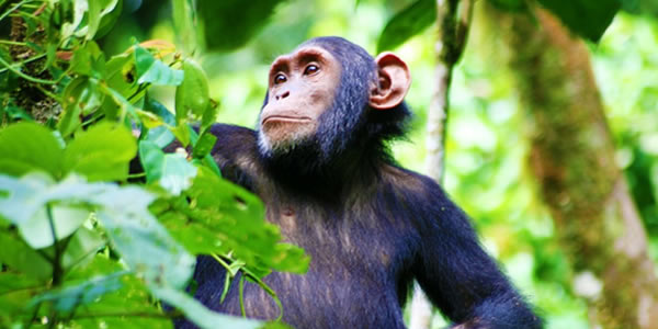Chimps in Africa
