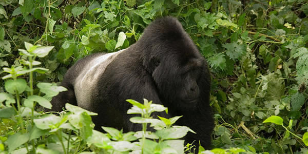 Gorilla treks in Africa