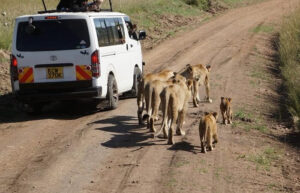 one way car rental from Tanzania