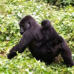 Gorilla trekking during your vacation in Uganda