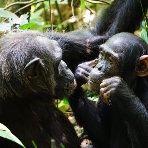 gorillas trekking during a Best Primates trip in Uganda