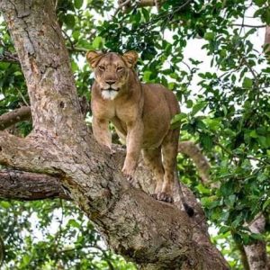 Tree climbing lion during your vacation in Uganda