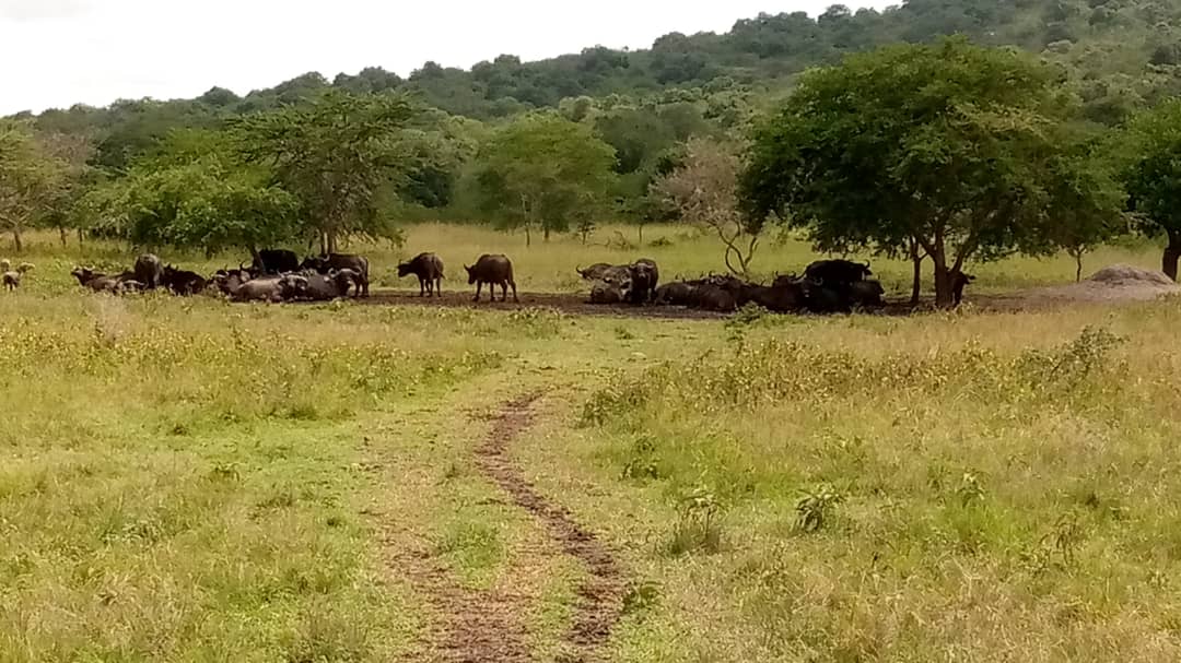 Lake Mburo National Game Park - Car rental 4x4