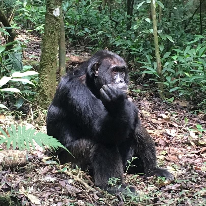 gorilla trekking during 10days Uganda safari