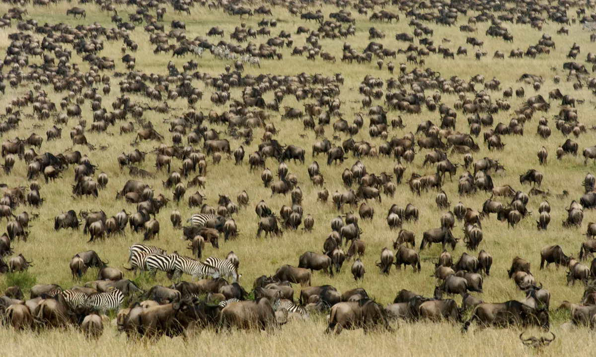  car rental to 8days safari wildebeest migration in masai maara.book with carrental4x4.com