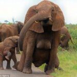 The elephants in queen elizabeth national park on primates trip