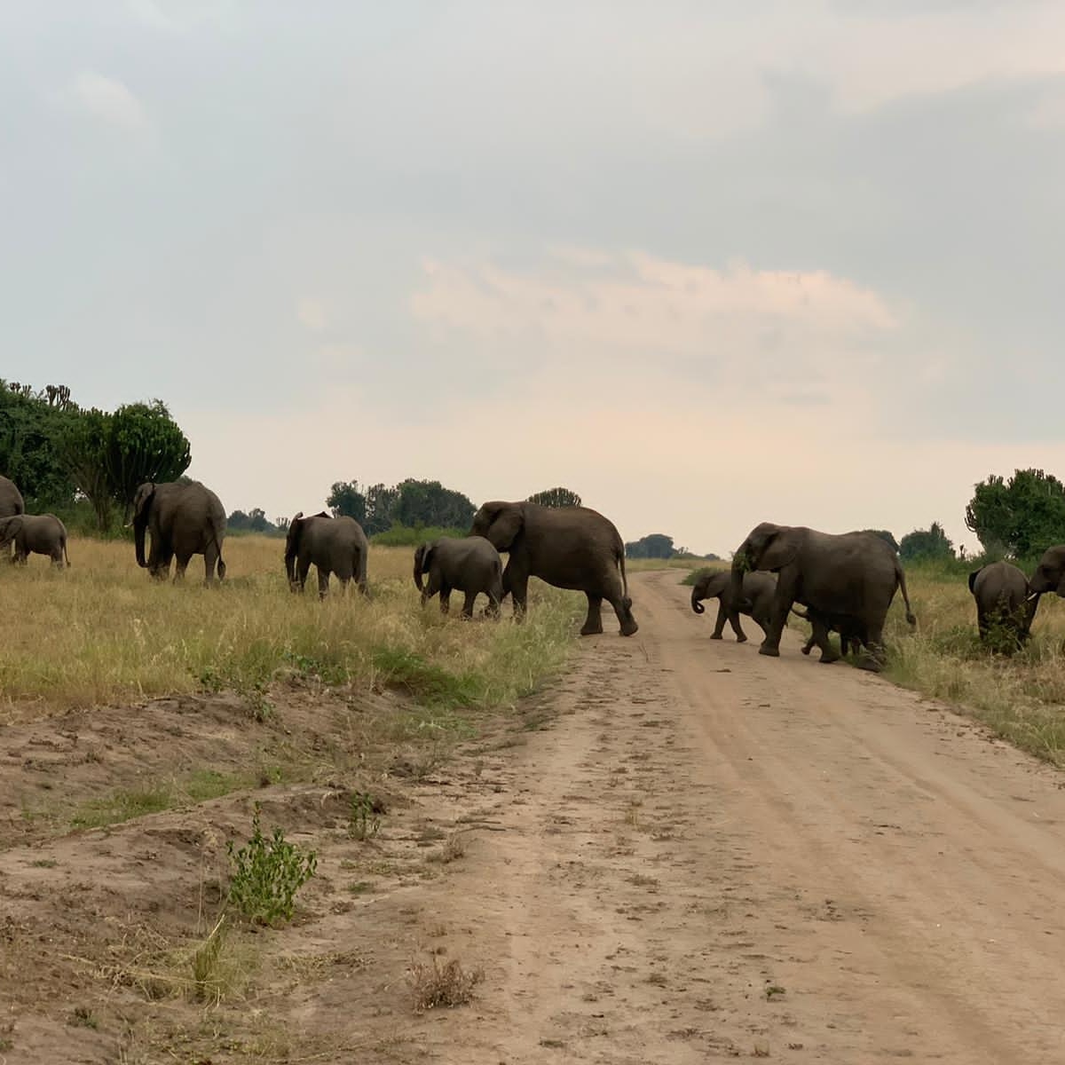  the big 5 19 Days Uganda Safari