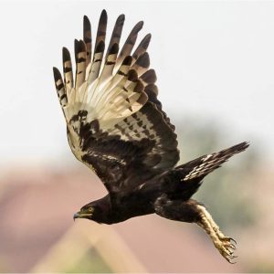 Bird watching safaris in uganda