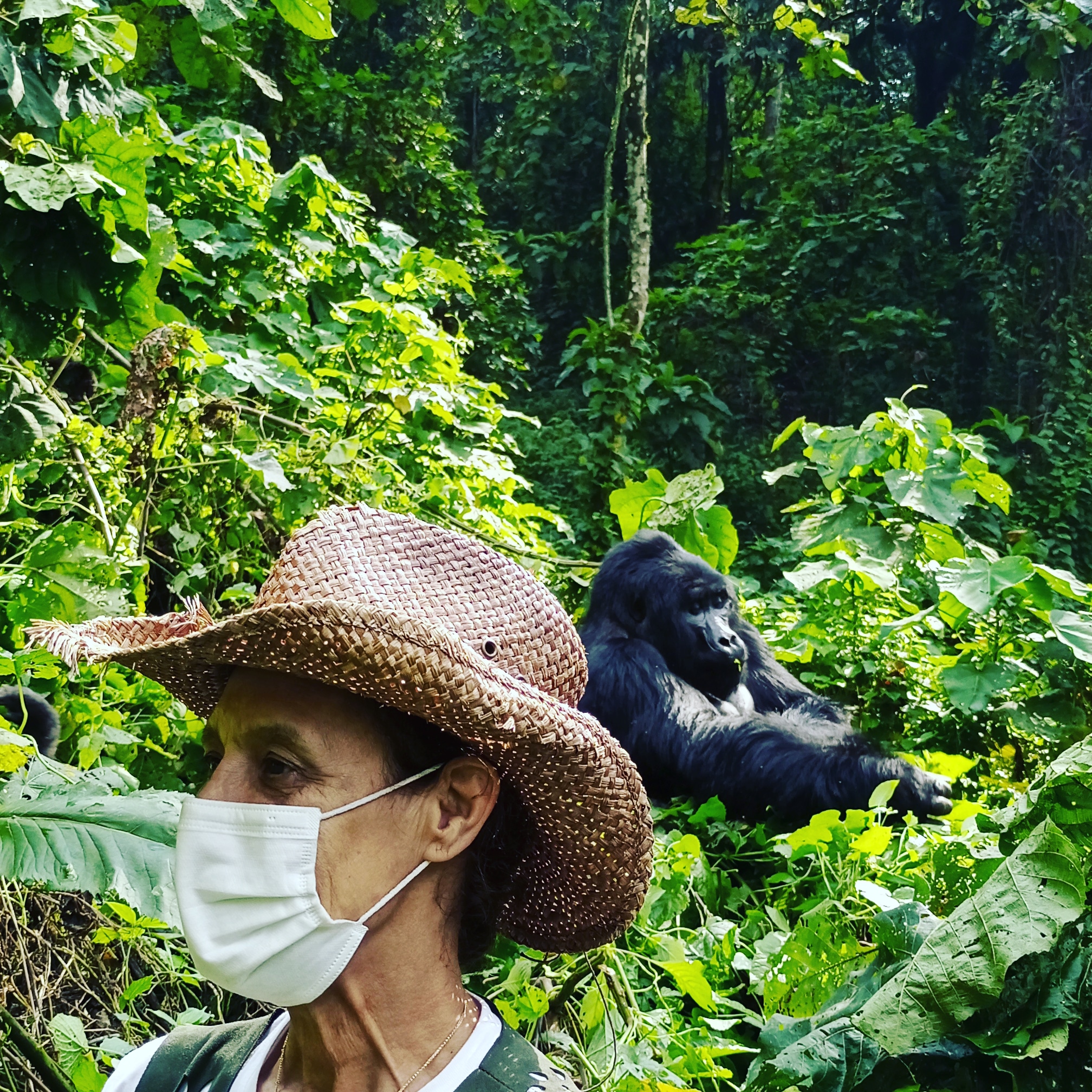 d African mountain gorillas during a 4days Rwanda Safari