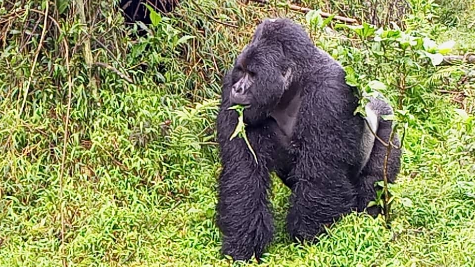 Mountain gorillas on primate safari Rwanda 