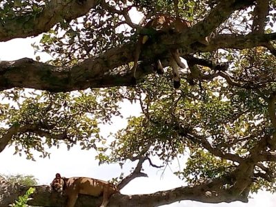 Tree climbing lions in maara