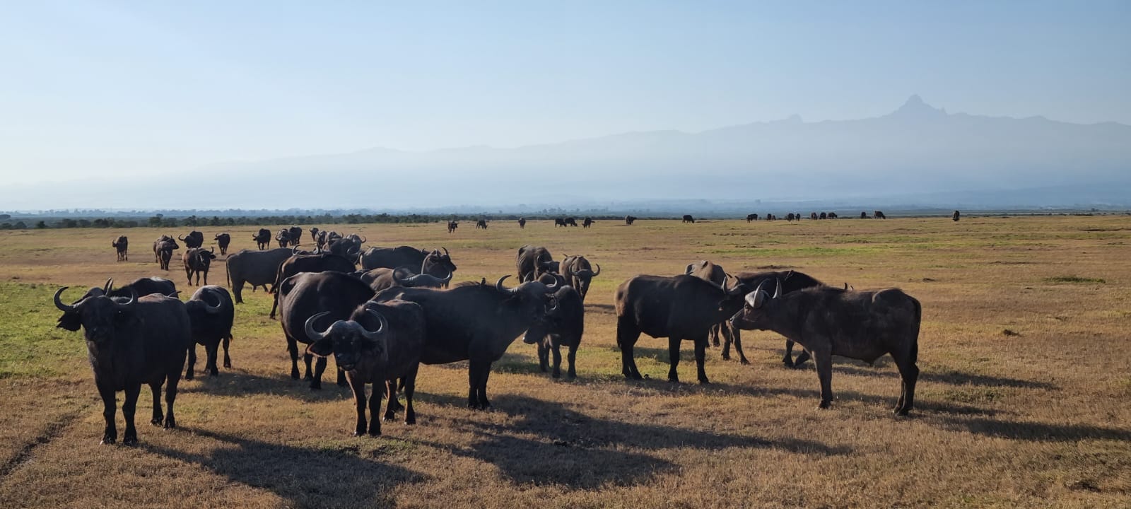 Game drive during Kenya wildlife safari