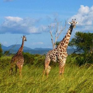 Giraffe on the primates trip in Uganda