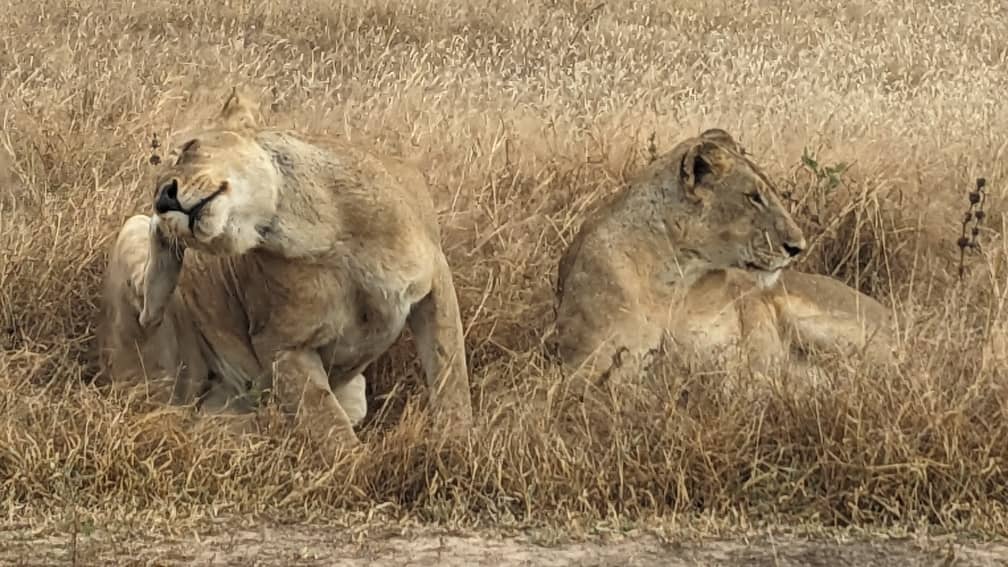 The lion during your tour Kenya and Tanzania