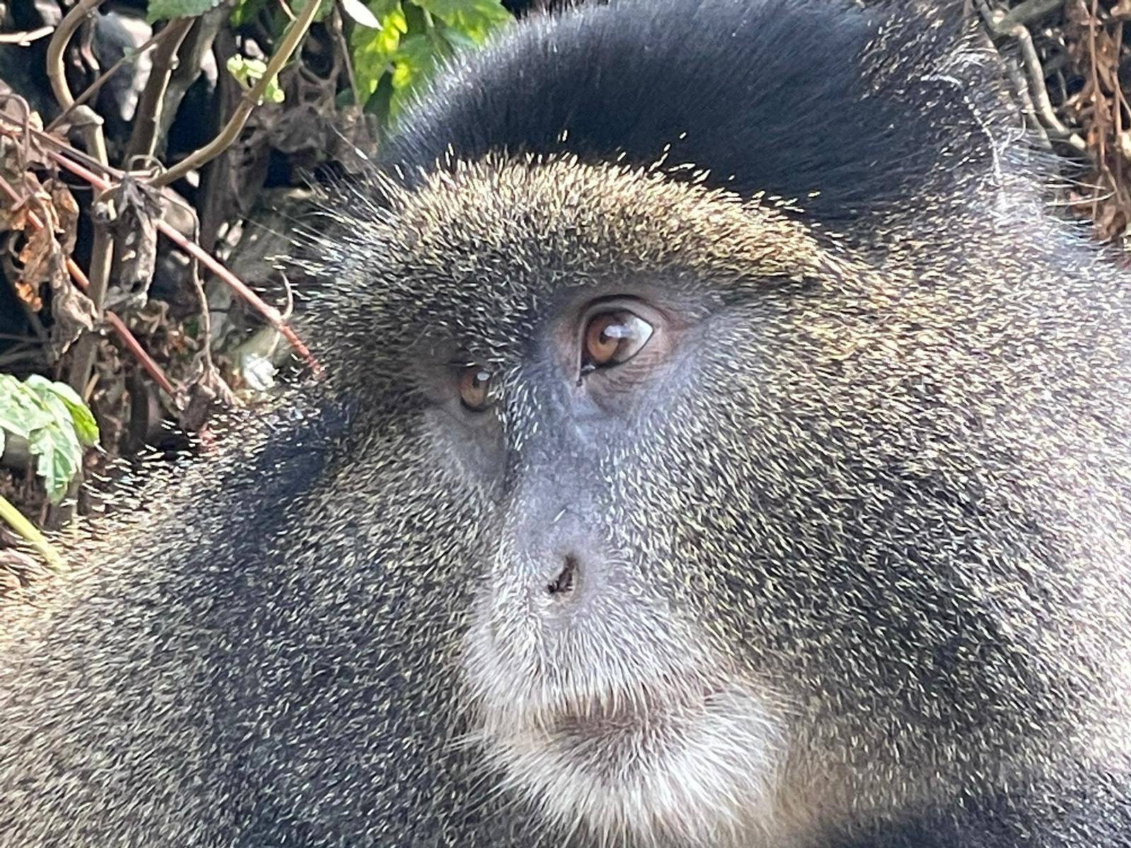 start your adventure with the golden monkey tracking in Rwanda 