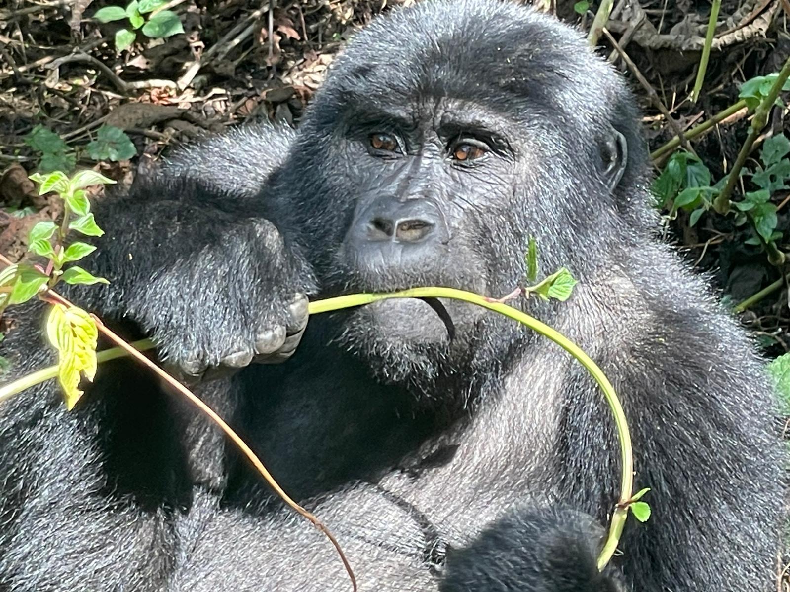 book gorilla permits for adventure in uganda