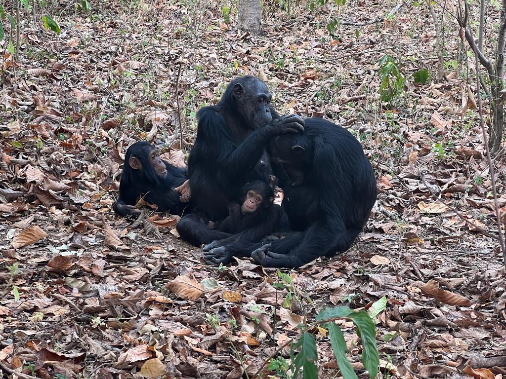 Chimpanzee tracking in Tanzania Gombe national park