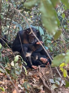 chimpanzee trekking in Gombe national park