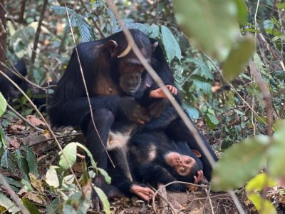 chimpanzee trekking in Gombe national park