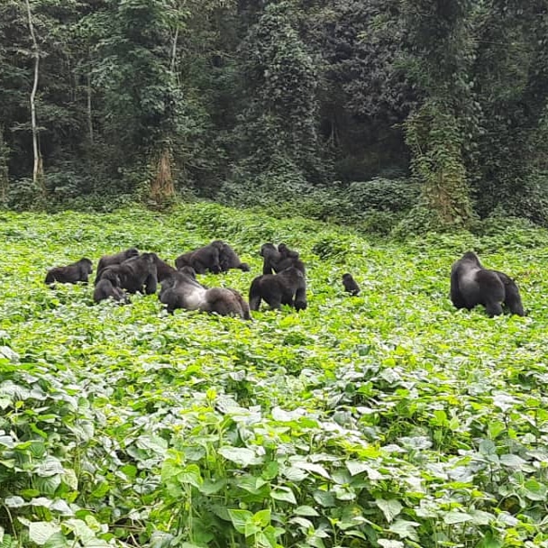 gorilla trekking via Rwanda to Bwindi forest