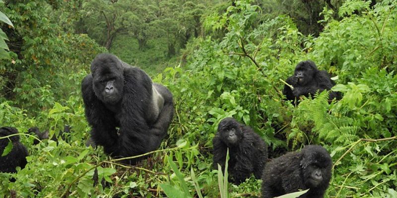 5 Days Rwanda Safari to Lake Kivu & Nyungwe Forest National Park with the driver