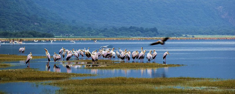 Lake Manyara National Park Flamingoes - Mount Kilimanjaro, Ol Doinyo Lengai, Mount Meru 19 Days Tanzania Safari