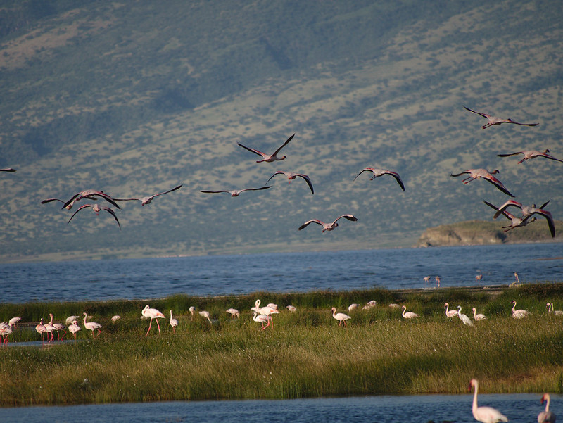 19 days Lake Natron. Mount Meru, Mount Kilimanjaro, Ol Doinyo Lengai & Tanzania wildlife Safaris