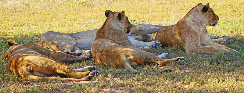 Lions in Tarangire National Park
