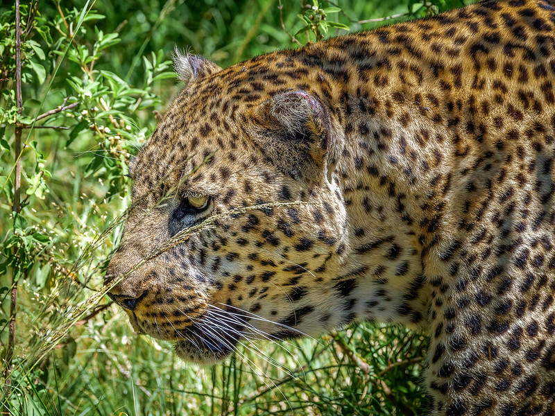 19 Days Kenya, Tanzania, Zanzibar safari to Amboseli National Park, Masai Mara National Reserve, Ngorongoro Crater Serengeti National Park