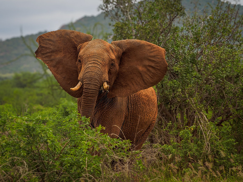 Tsavo West National Park Elephant on 15 days Kenya Safari & Mombasa Diani Beach Safari