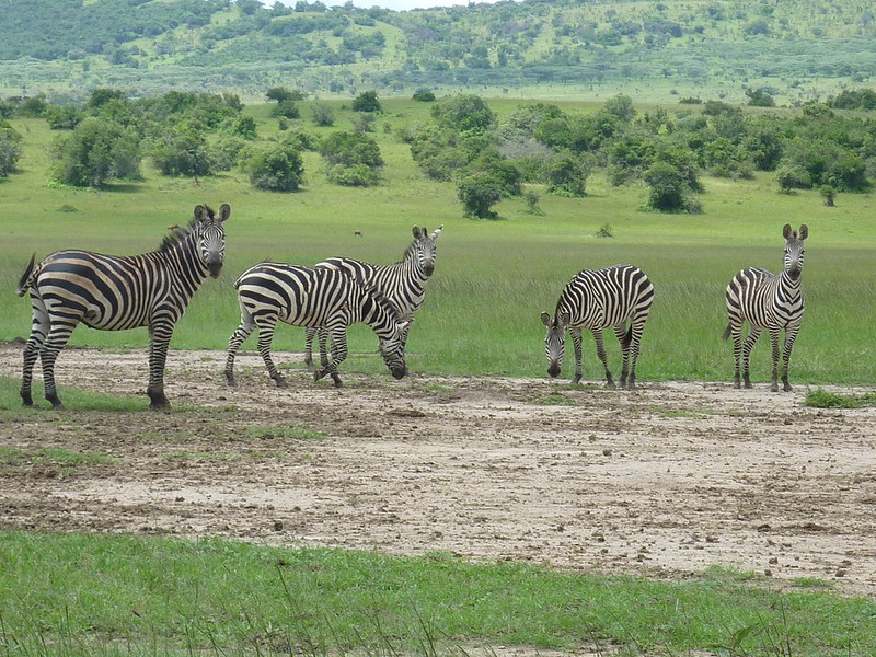 6 Days guided Rwanda Family Safari with car rental and private driver
