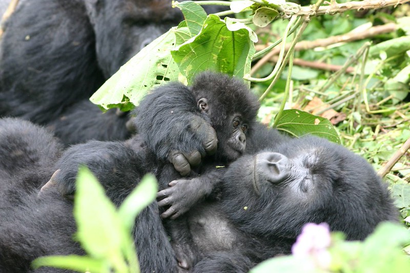 10 Days Rwanda Gorilla Trekking in Volcanoes National Park, Masai Mara National Reserve, and Zanzibar safari