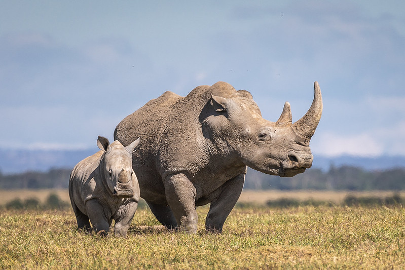 11 Days Kenya Family safari & Diani beach Mombasa