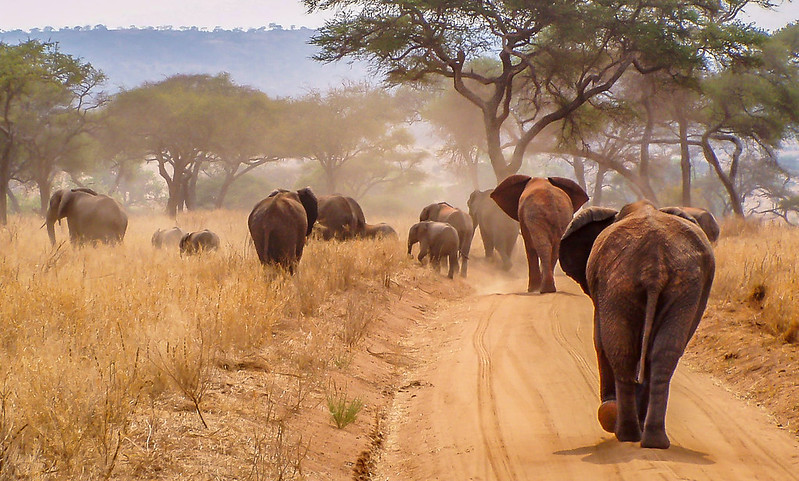 12 days Mount Kilimanjaro and Tanzania wildlife safaris to Mount Kilimanjaro National Park, Tarangire , Lake Manyara National Park, Ngorongoro Crater