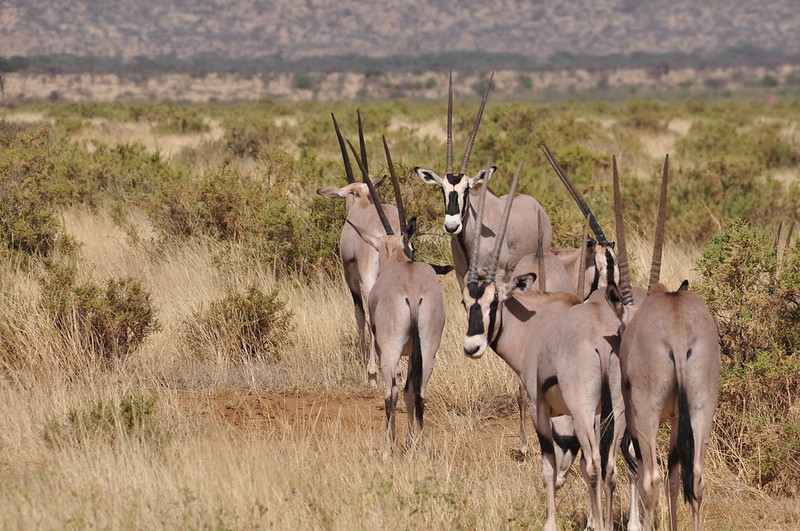 30 Days Kenya Tanzania road trip East African safari