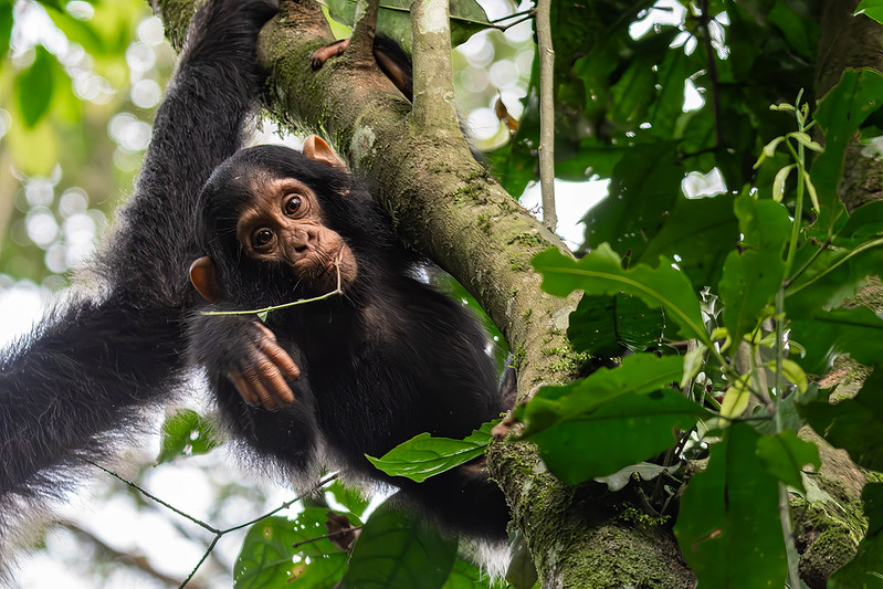 11 days Uganda Self Drive Safari