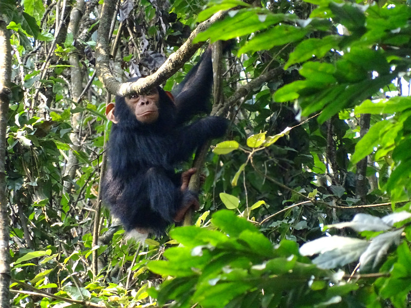 Chimpanzee Trekking in Nyungwe National Park on 7 days Rwanda self drive roadtrip safari