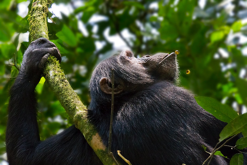 Chimpanzee tracking in Kaibale Forest National Park on the 7 days Uganda Self Drive Safari Itinerary
