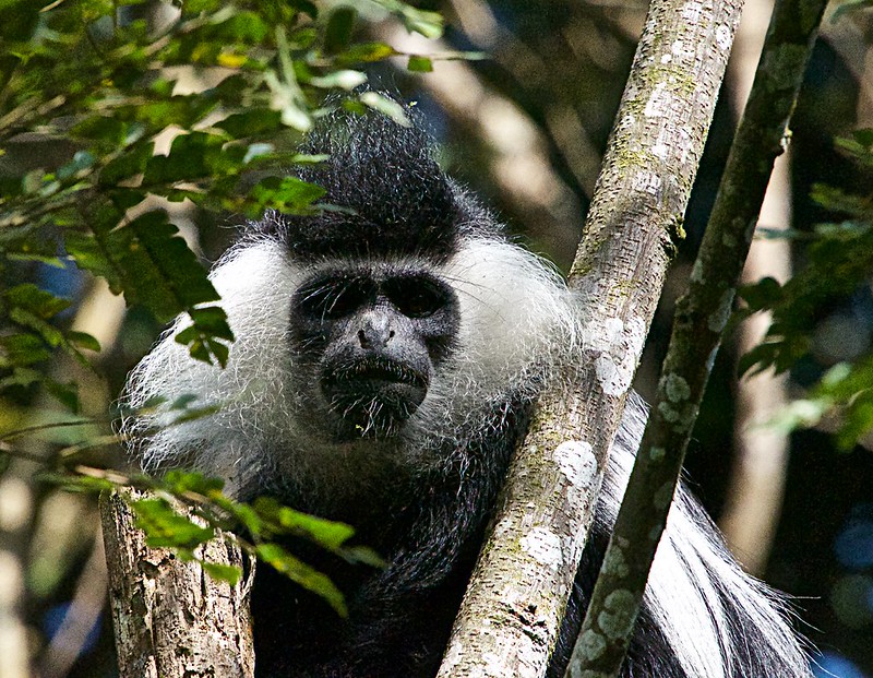 9 Days Rwanda Self Drive Car Rental to Nyungwe national Park, Lake Kivu, Akagera National Park, Volcanoes national park 