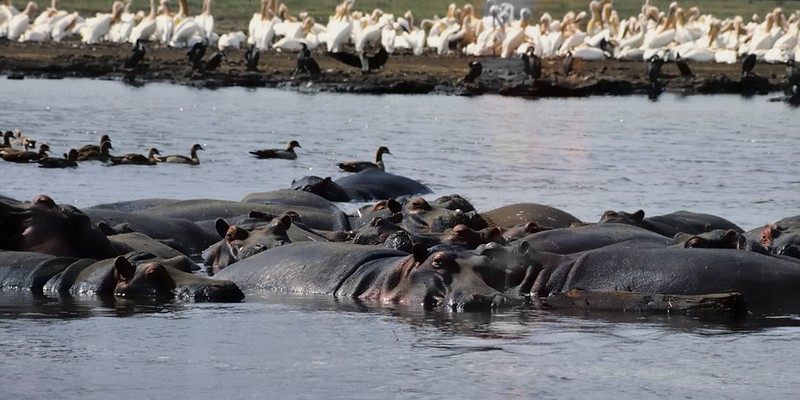 7 Days Tanzania Wildlife & Rwanda Gorilla Safari