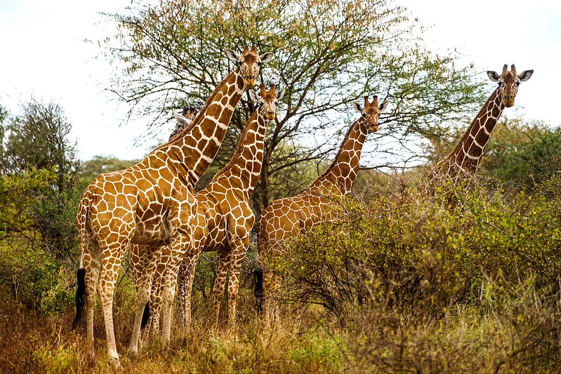 8 Days Kenya Luxury safari to Meru National Park, Lake Nakuru National Park, Lewa Conservancy , Lake Naivasha