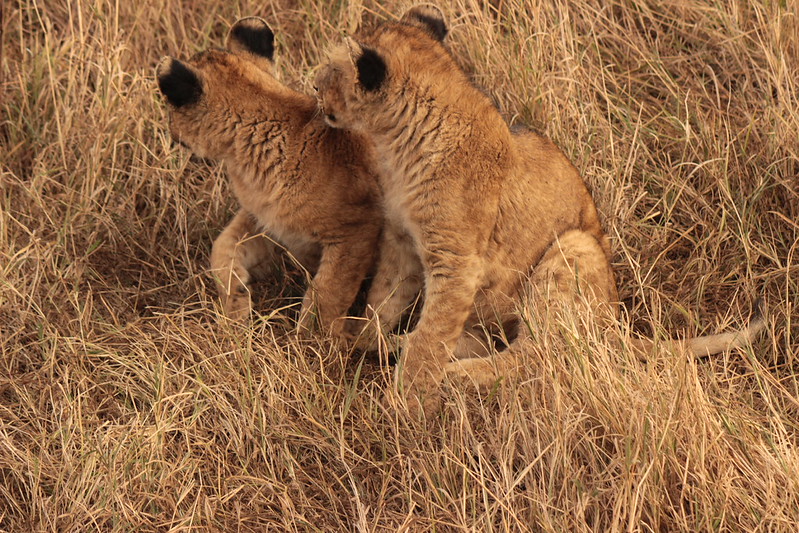 6 Days Tanzania Safari to Tarangire National Park, Lake Manyara National Park, Lake Manyara National Park