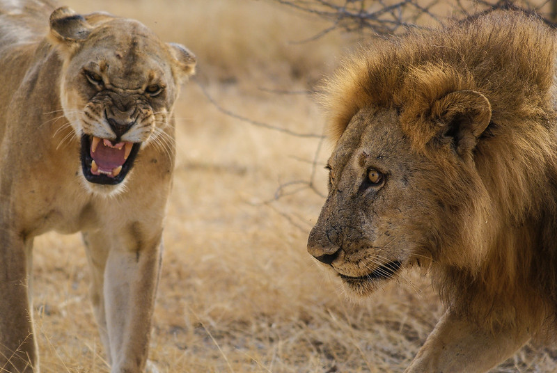 Nyere national Park Selous Game Reserve, 24 days Tanzania Self Drive Safari to Nothern Western and southern Tanzani Safari