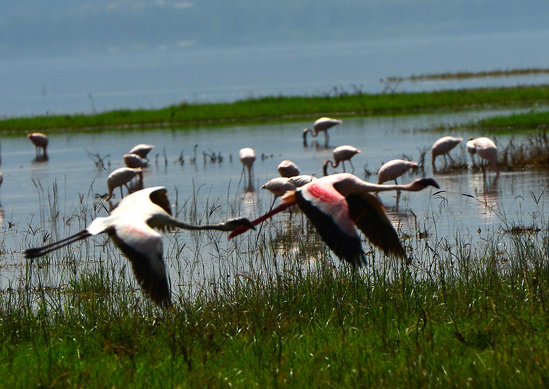 Olpejeta conservancy Vs Masai mara Vs Diani Beach safari 10 days