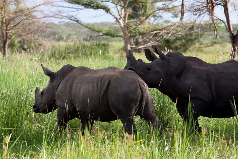 Rhino tracking at Ziwa Rhino Sanctuatry on a 11 days uganda self drive safari , primates and wildlife safari to Bwindi impenetrable national park, kibale forest national park, Lake Bunyonyi, queen elizabeth, Lake mburo 