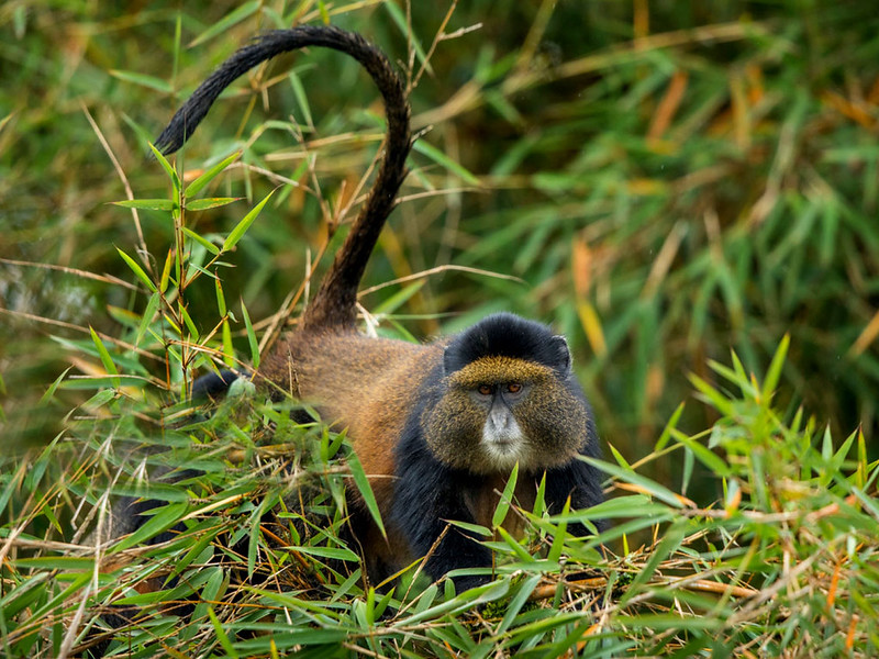 4 Days Rwanda Golden Monkey tracking and Gorilla Trekking Self Drive Safari
