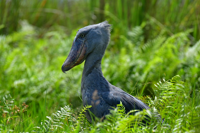 shoebill in 1 day Mabamba wamp birding safari