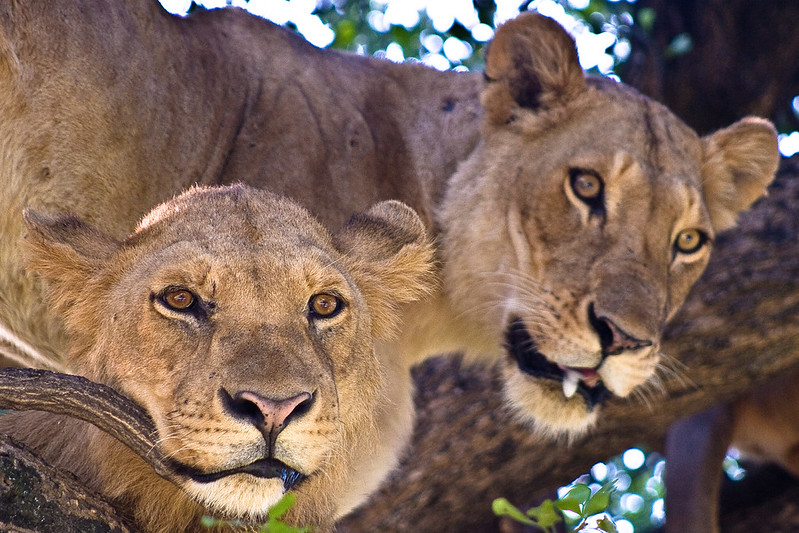 Tree Climbing Liones along the Isasha Sector