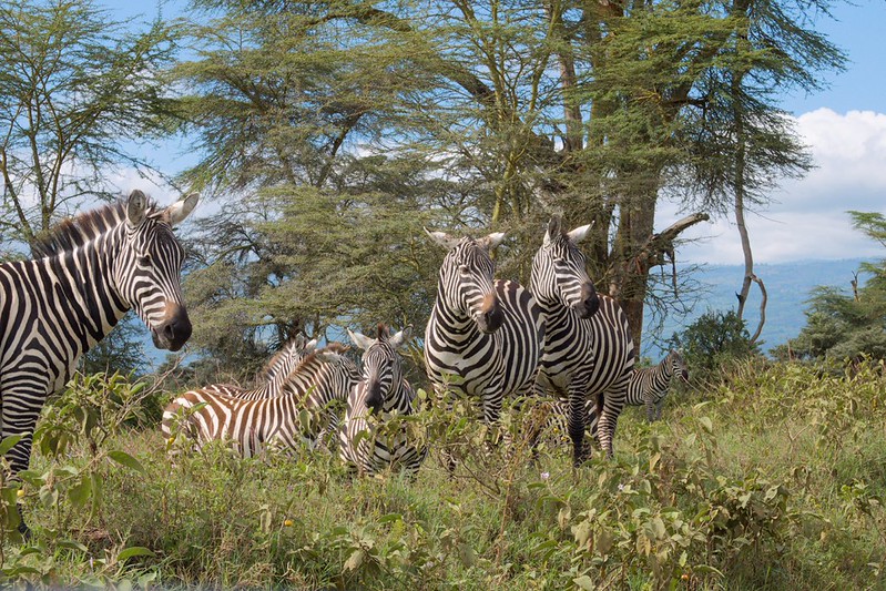7 days Self Drive Kenya safaris roadtrip Kenya tours