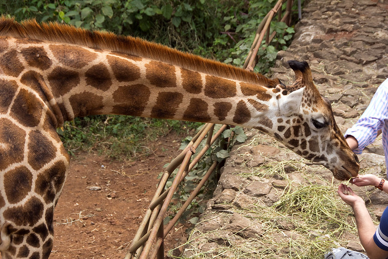 25 Days Self Drive Kenya Safari